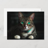 Grijs en wit katje met blauwe ogen en een matchend briefkaart (Voorkant / Achterkant)