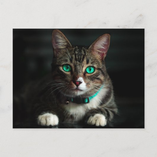 Grijs en wit katje met blauwe ogen en een matchend briefkaart (Voorkant)