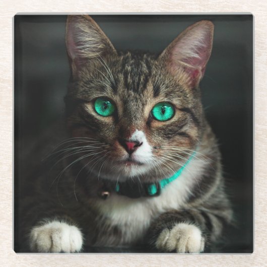 Grijs en wit katje met blauwe ogen en een matchend glazen onderzetter (Voorkant)