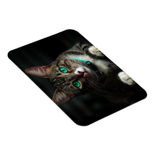 Grijs en wit katje met blauwe ogen en een matchend magneet (Rechterzijde)