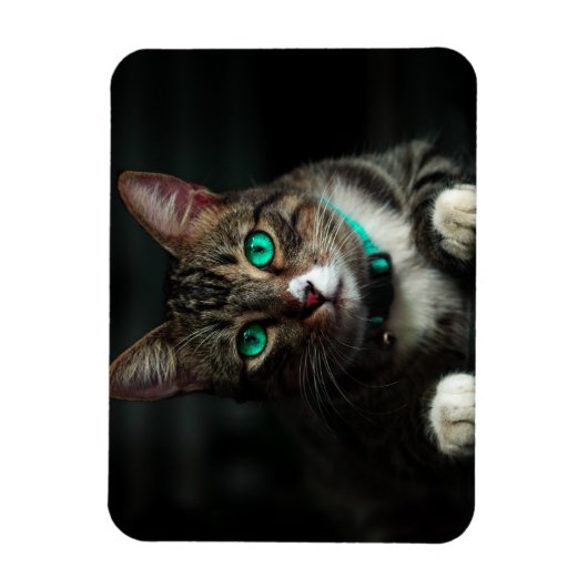 Grijs en wit katje met blauwe ogen en een matchend magneet (Verticaal)