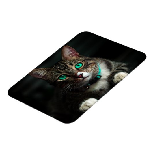 Grijs en wit katje met blauwe ogen en een matchend magneet (Linkerzijde)