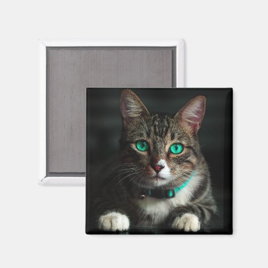 Grijs en wit katje met blauwe ogen en een matchend magneet (Voorkant / Achterkant)