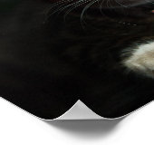 Grijs en wit katje met blauwe ogen en een matchend poster (Hoek)