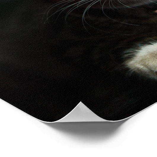 Grijs en wit katje met blauwe ogen en een matchend poster (Hoek)