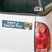 Grijs (grijs) tablet van Kitten Bumpersticker (Op Truck)