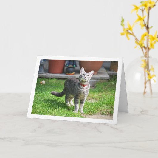 Grijs katje in tuin kaart (Gele Bloem)