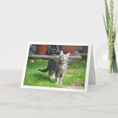 Grijs katje in tuin kaart (Voorkant)