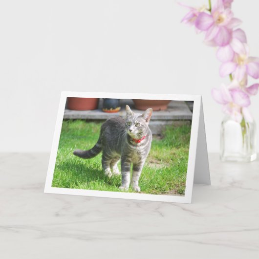 Grijs katje in tuinportret kaart (Orchidee)