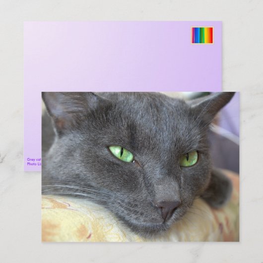 Grijs kattenbriefkaart briefkaart (Voorkant / Achterkant)