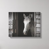 Grijs Mare Paard B&W PAARDEN Verpakt Canvas (Voorkant)