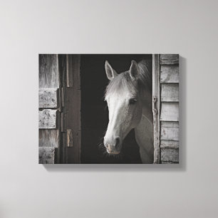 Grijs Mare Paard B&W PAARDEN Verpakt Canvas