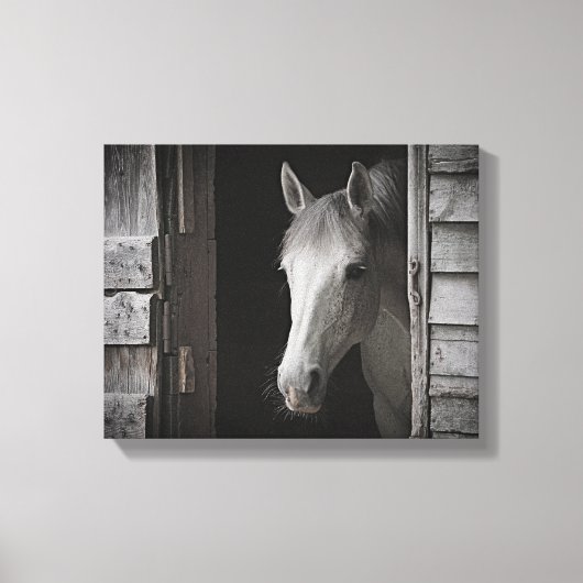 Grijs Mare Paard B&W PAARDEN Verpakt Canvas (Voorkant)