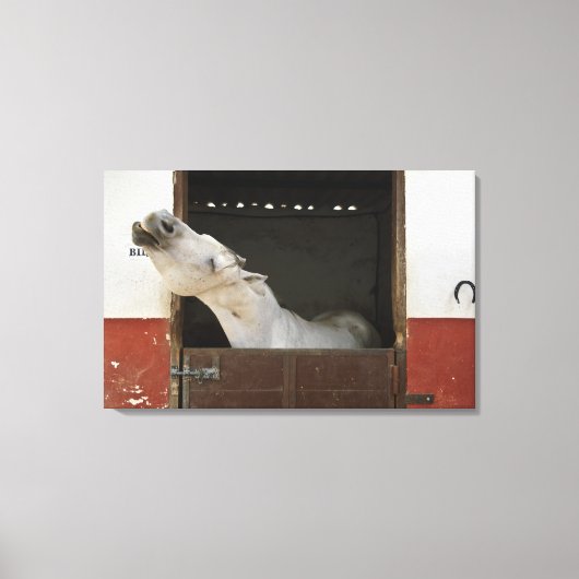Grijs paard in een stal canvas afdruk (Voorkant)
