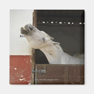 Grijs paard in een stal magneet