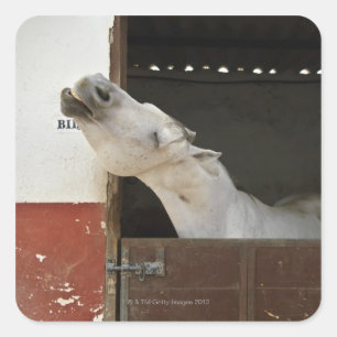 Grijs paard in een stal vierkante sticker