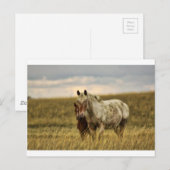 Grijs paard met Baby Briefkaart (Voorkant / Achterkant)