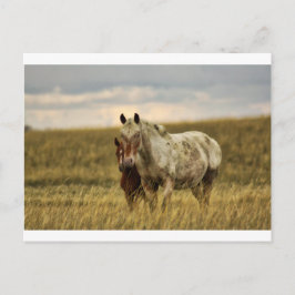 Grijs paard met Baby Briefkaart