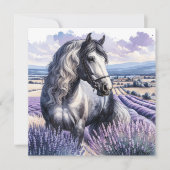Grijs Paard Staande In Lavendel (Voorkant)