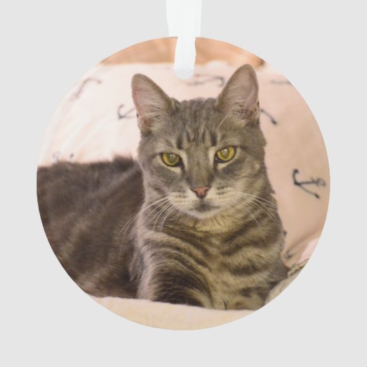 grijs tabby cat-ornament ornament (achterkant)