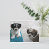 Grijs van het "puppy" van de Redding van Havanese Briefkaart (Staand voorkant)