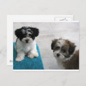 Grijs van het "puppy" van de Redding van Havanese Briefkaart (Voorkant / Achterkant)