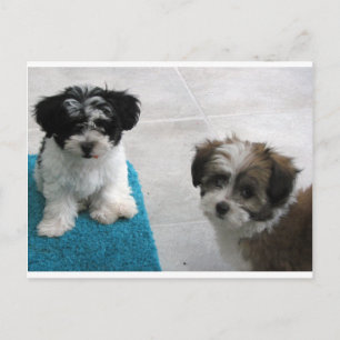 Grijs van het "puppy" van de Redding van Havanese Briefkaart