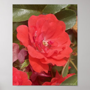 grijs voor vandaag Rood Bloemendessin Poster