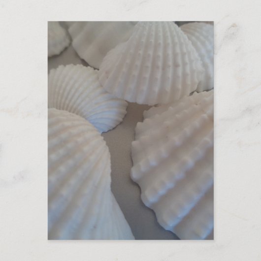 Grijs Wit, Seashells, Zee Shell Summer Beach Love Briefkaart (Voorkant)