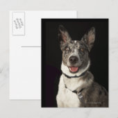 Grijs-witte Australische schapenhouderij met harna Briefkaart (Voorkant / Achterkant)