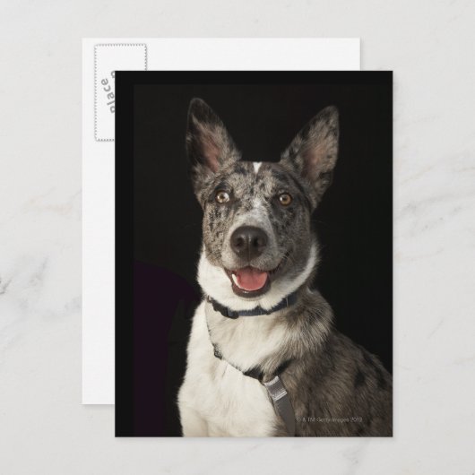 Grijs-witte Australische schapenhouderij met harna Briefkaart (Voorkant / Achterkant)