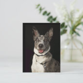 Grijs-witte Australische schapenhouderij met harna Briefkaart (Staand voorkant)