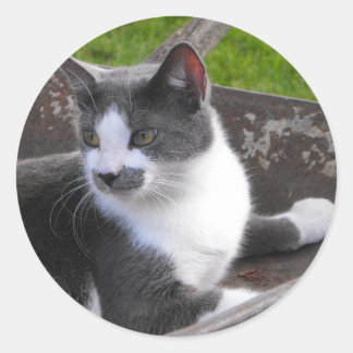 Grijs & Witte Kat Sticker