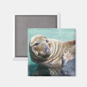 Grijs zeehondenportret magneet (Voorkant / Achterkant)