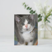 Grijs/Zilver/Grijs en Witte Keuten Briefkaarten (Staand voorkant)