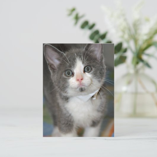 Grijs/Zilver/Grijs en Witte Keuten Briefkaarten (Staand voorkant)