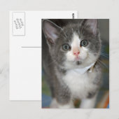 Grijs/Zilver/Grijs en Witte Keuten Briefkaarten (Voorkant / Achterkant)