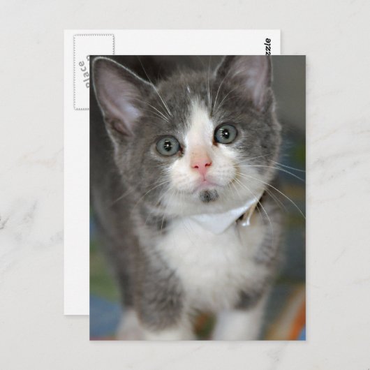 Grijs/Zilver/Grijs en Witte Keuten Briefkaarten (Voorkant / Achterkant)