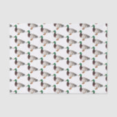 Grijsbuikmierklauwier Tissuepapier (Voorkant)