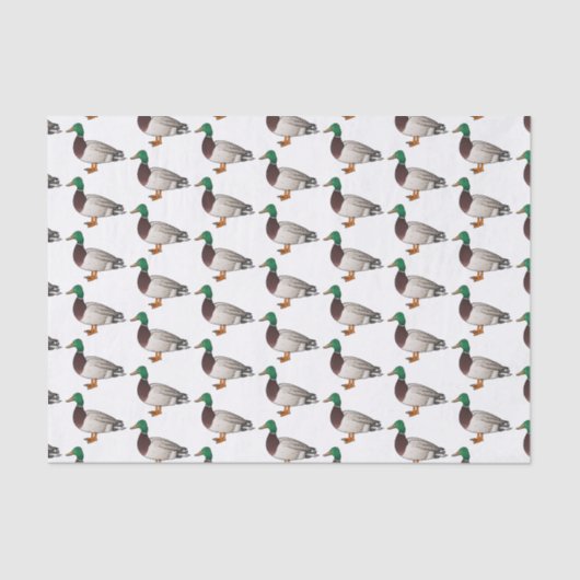 Grijsbuikmierklauwier Tissuepapier (Voorkant)