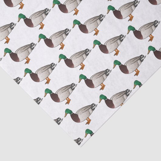 Grijsbuikmierklauwier Tissuepapier (Detail)