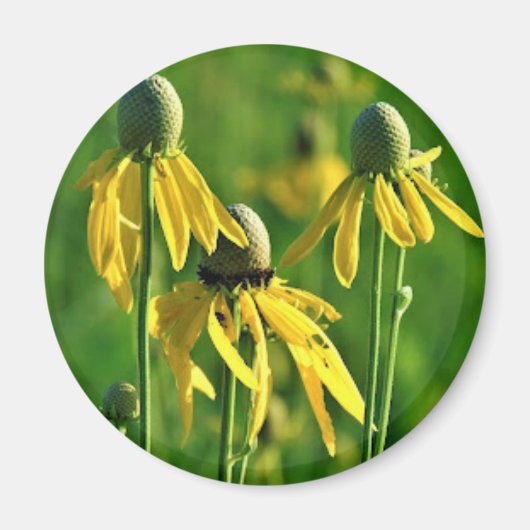Grijskop Coneflower Magnet (Voorkant)