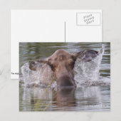 Grijsmazen die het afspelen koel briefkaart (Voorkant / Achterkant)