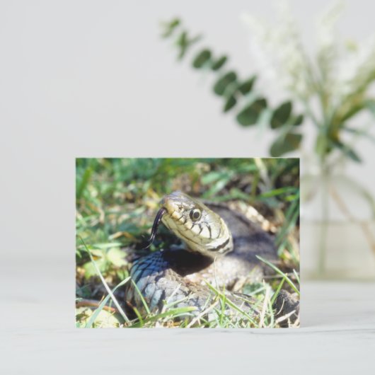 Grijsslang Briefkaart (Staand voorkant)