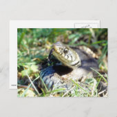 Grijsslang Briefkaart (Voorkant / Achterkant)