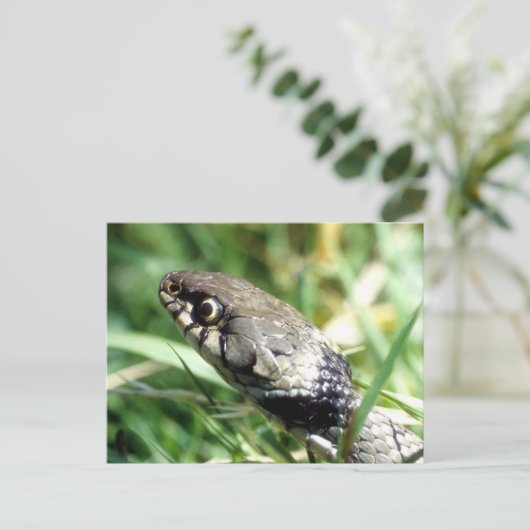 Grijsslang Briefkaart (Staand voorkant)