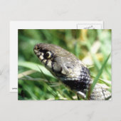 Grijsslang Briefkaart (Voorkant / Achterkant)