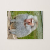 Grijze aap, Ape Macaque, Natuur, dierlijk wild Legpuzzel (Horizontaal)