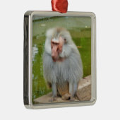 Grijze aap, Ape Macaque, Natuur, dierlijk wild Metalen Ornament (Rechts)