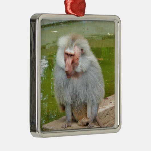 Grijze aap, Ape Macaque, Natuur, dierlijk wild Metalen Ornament (Rechts)